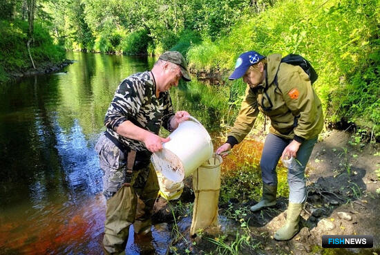 Поморье организует «подселение» кумжи в заповедные реки