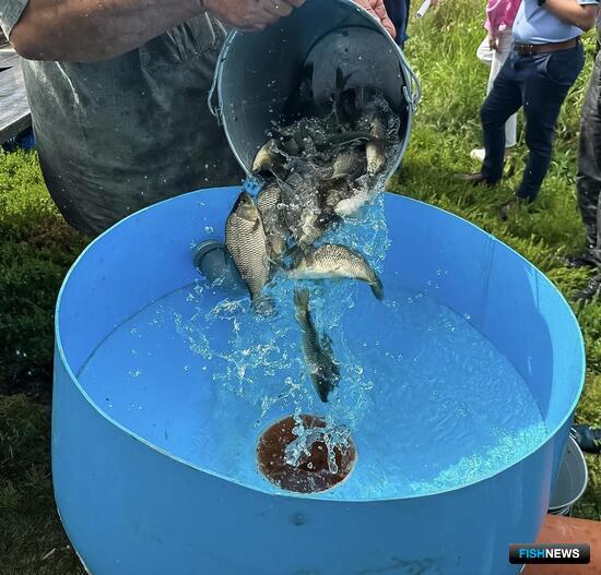 Сазан пополняет водоемы Челябинской области