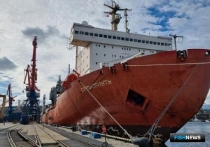 «Севморпуть» продолжает «рыбные» маршруты