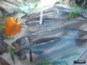 Скумбрия Японского моря оставляет шанс рыбакам