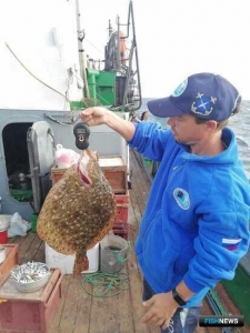 Азовское море активно заселяет камбала-калкан