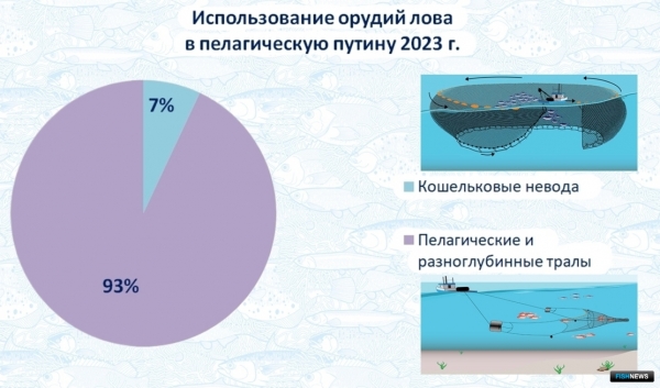 Рекорд по иваси: ученые рассказали об особенностях промысла пелагических объектов