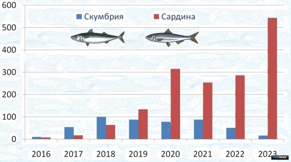 Рекорд по иваси: ученые рассказали об особенностях промысла пелагических объектов