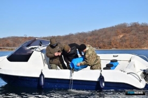 В Приморье подсчитали годовые выпуски трепанга и гребешка В Приморье подсчитали годовые выпуски трепанга и гребешка