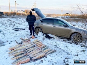 Осетровый груз перехватили правоохранители