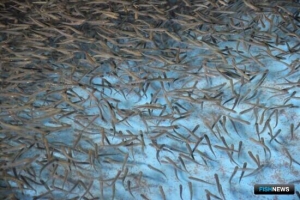В реки Приморья отправятся миллионы мальков кеты