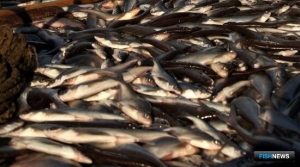 Минсельхоз дополнил список тревожных сигналов для рыбоохраны