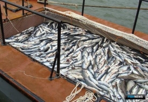По лососям предложили дополнительные меры регулирования