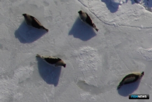 Беломорских тюленей пересчитали с воздуха