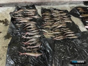 Дело о рыбалке с многомиллионным ущербом заслушают в Омской области