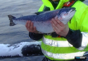 На норвежском экспорте рыбы сказалась ранняя Пасха