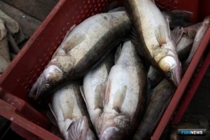Сига и судака Ладоги и Онеги предлагают рыбакам