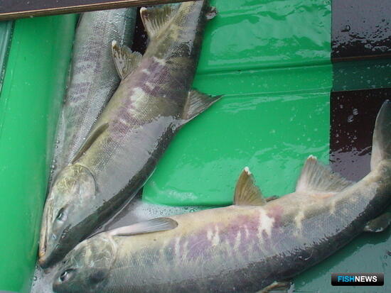 В Сахалинской области прибавилось мест для лососевой рыбалки