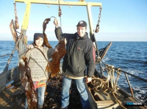 На Белом море в разгаре сезон заготовки водорослей