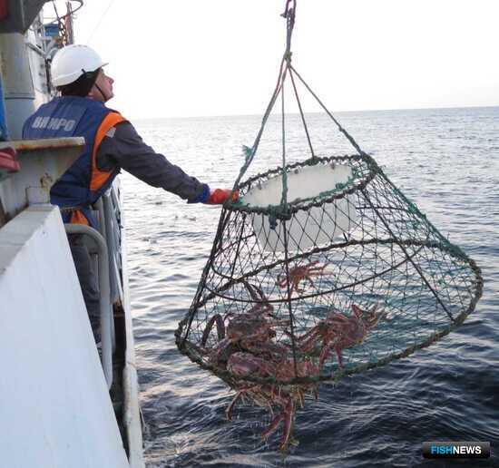 Наука оценила запасы краба в Баренцевом море