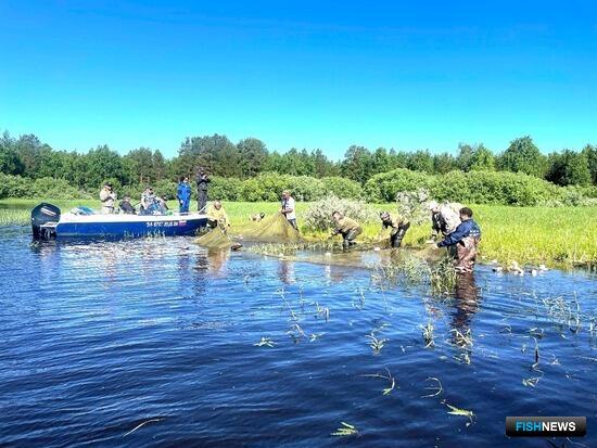 Сибирская наука фокусируется на пополнении запасов муксуна и нельмы