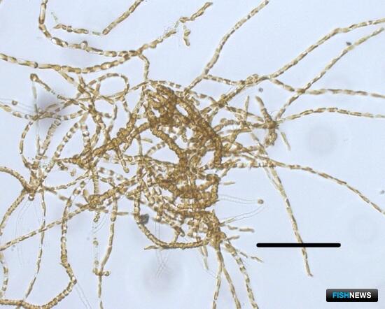 Нитчатые водоросли могут помочь российской марикультуре