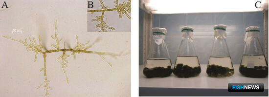 Нитчатые водоросли могут помочь российской марикультуре