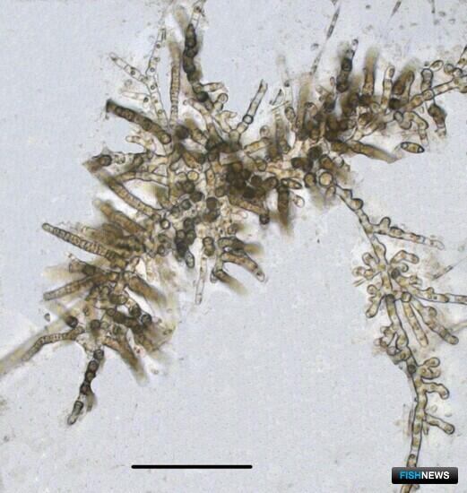 Нитчатые водоросли могут помочь российской марикультуре